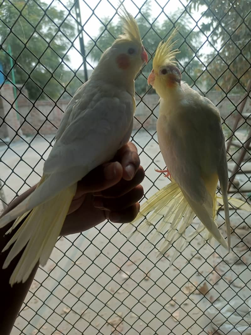 Hand tamed purpose chick. cOcktail parrots chick & piece&pair available 11