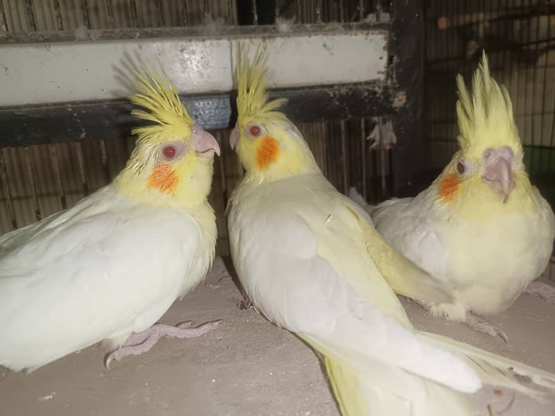 Hand tamed purpose chick. cOcktail parrots chick & piece&pair available 14
