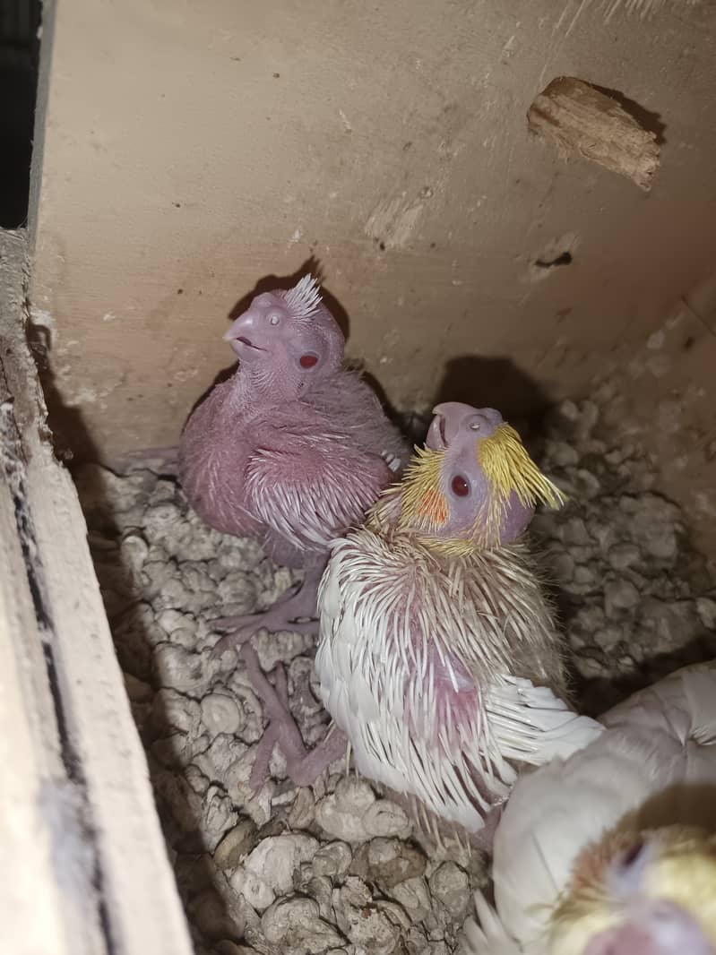 Hand tamed purpose chick. cOcktail parrots chick & piece&pair available 15