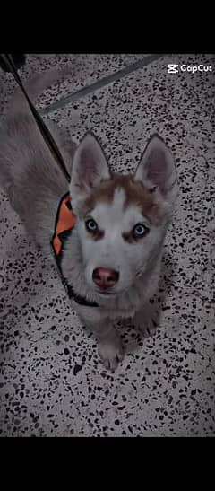 Husky store siberian olx