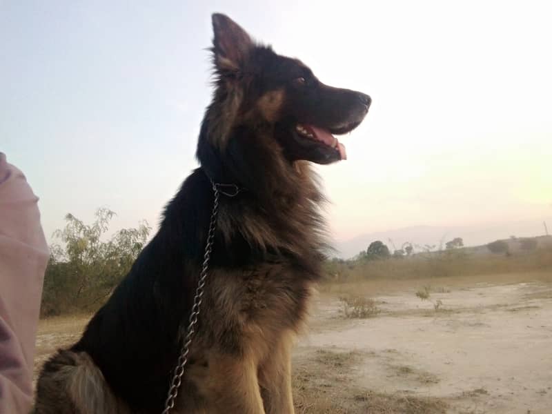 German shepherd male 3