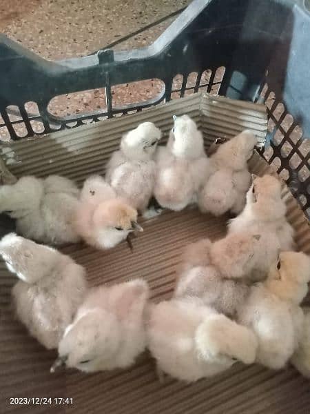 white silkie chiks 0