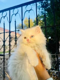 Semi punch best sale face persian kitten