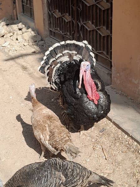 Turkey birds breeder pair egg laying . 0