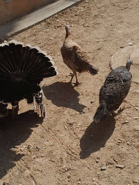 Turkey birds breeder pair egg laying . 3