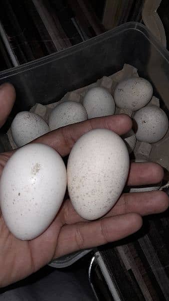 Turkey birds breeder pair egg laying . 19