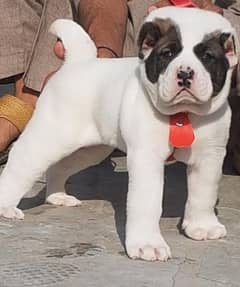 King Alabai male pure breed security dog 2months for sale