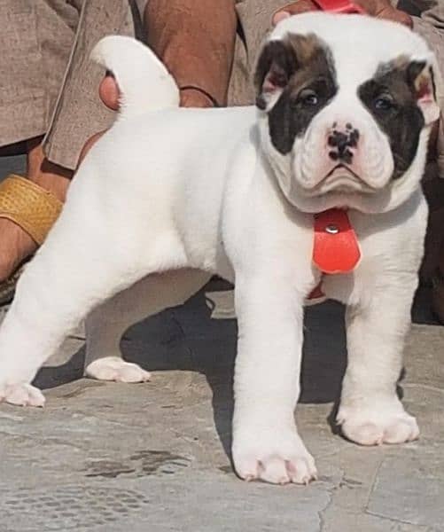 King Alabai male pure breed security dog 2months for sale 0