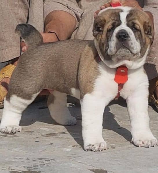 King Alabai male pure breed security dog 2months for sale 1