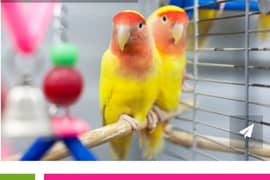 pair of love birds with cage