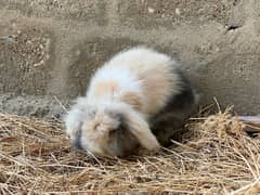 Imported Lionhead Lop Rabbits - has kids