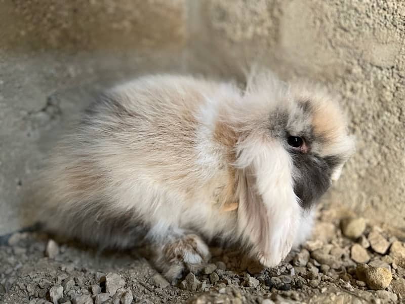 Imported Lionhead Lop Rabbits - has kids 3