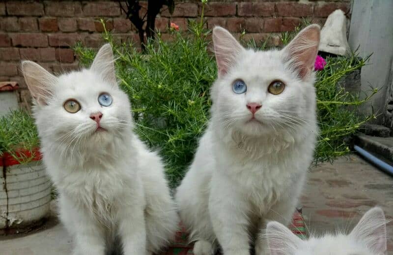 Persian kitten Pair 1