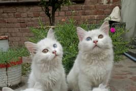 Persian kitten Pair