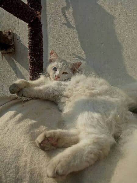 Persian kitten Pair 2