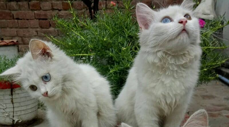 Persian kitten Pair 3