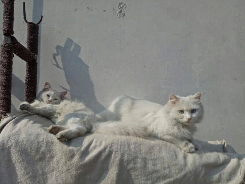 Persian kitten Pair 4