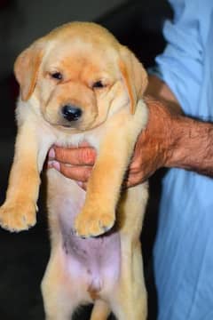 Buy labrador puppy hot sale olx