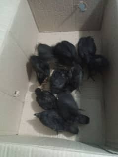 ayam cemani Chiks number 03065609672