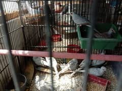 dove adult and chicks for sale