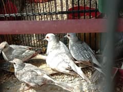 dove adult and chicks for sale 0