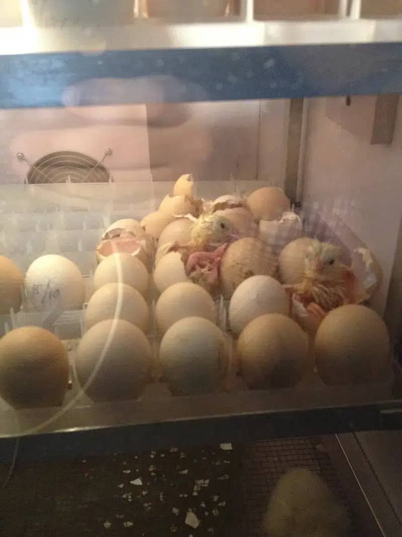 AA-500 eggs Super Automatic Incubator | Egg Hatching Machine For Sale 9