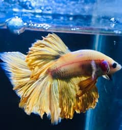 Olx fighter hot sale fish