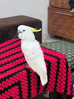 Triton cockatoo Extremely playful adult tamed talking male