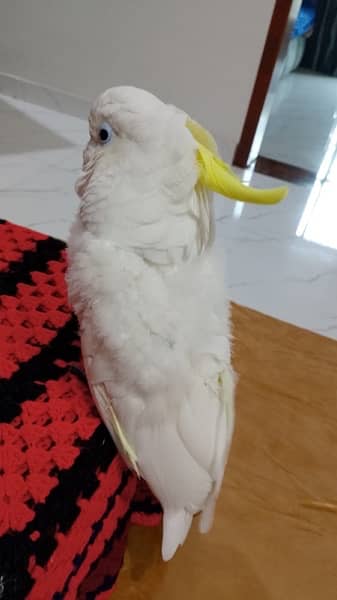 Triton cockatoo Extremely playful adult tamed talking male 5