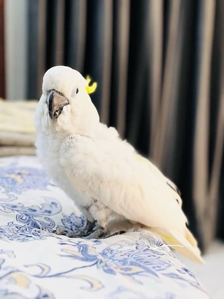 Triton cockatoo Extremely playful adult tamed talking male 7