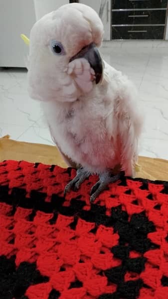 Triton cockatoo Extremely playful adult tamed talking male 9