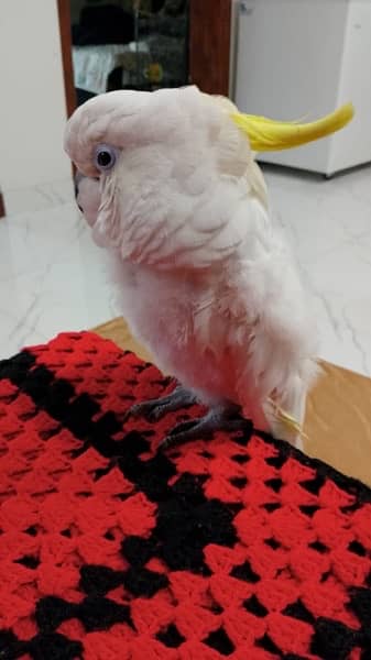 Triton cockatoo Extremely playful adult tamed talking male 10