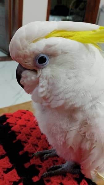 Triton cockatoo Extremely playful adult tamed talking male 11