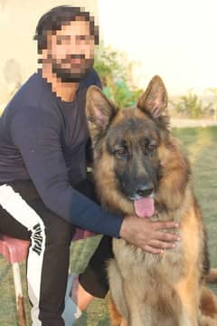 Olx 2024 german shepherd