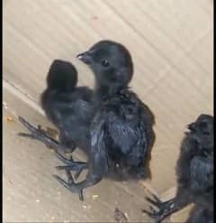 ayam cemani breeders chicks egg for sale.