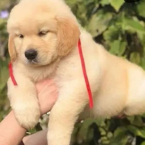 imported Golden retriever kcp pedigree puppies available 0