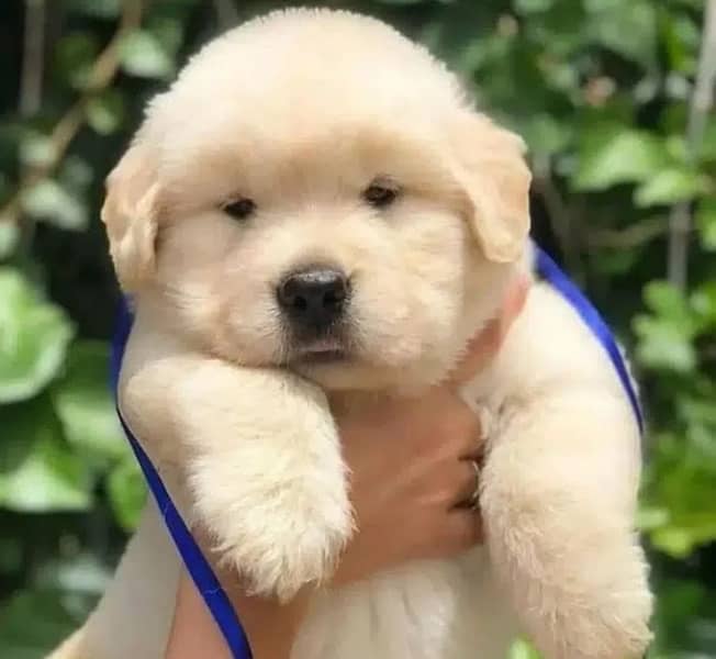 imported Golden retriever kcp pedigree puppies available 4