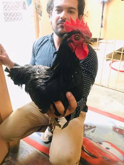 2 pair egg laying astrolop with 1 golden misri egg laying hen