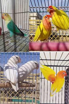 albino/parblue/ino/comn lutino/persanata lovebird/love bird bredr pair