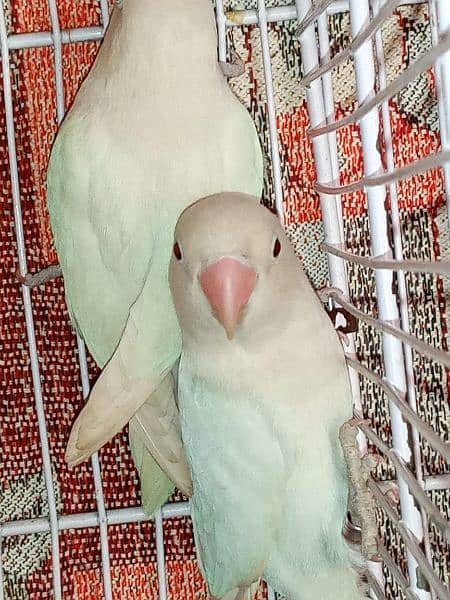 albino/parblue/ino/comn lutino/persanata lovebird/love bird bredr pair 1