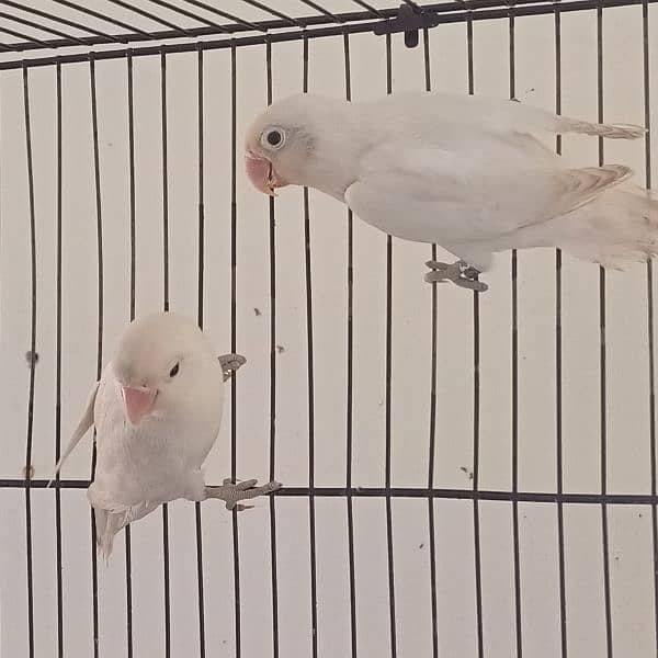 albino/parblue/ino/comn lutino/persanata lovebird/love bird bredr pair 2