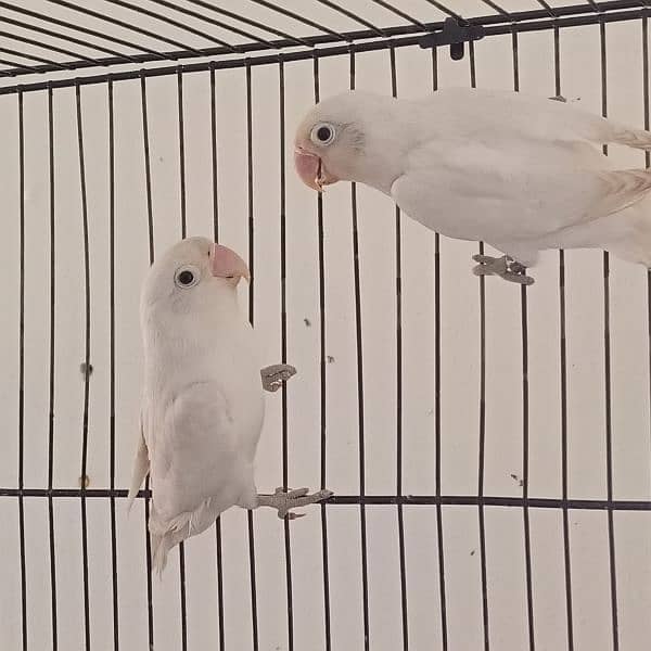 albino/parblue/ino/comn lutino/persanata lovebird/love bird bredr pair 6