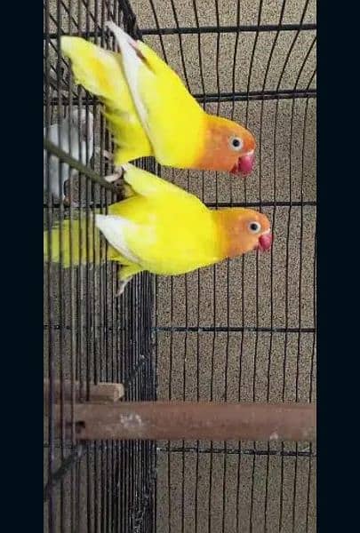 albino/parblue/ino/comn lutino/persanata lovebird/love bird bredr pair 7