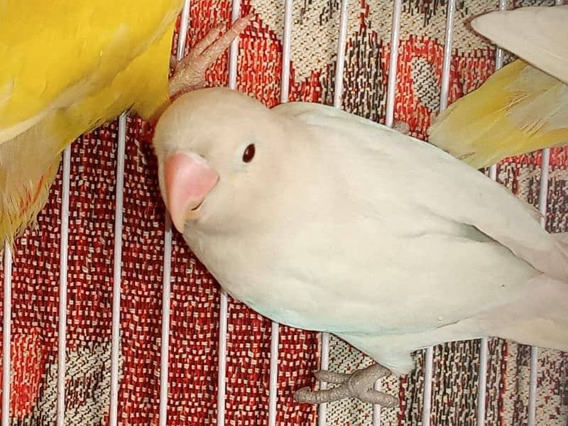 albino/parblue/ino/comn lutino/persanata lovebird/love bird bredr pair 11