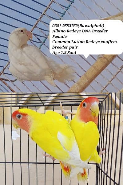 albino/parblue/ino/comn lutino/persanata lovebird/love bird bredr pair 12