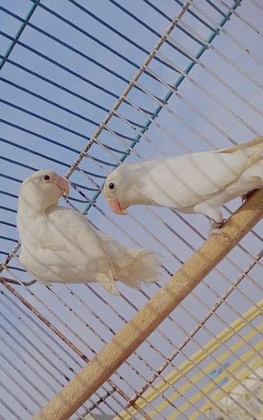 albino/parblue/ino/comn lutino/persanata lovebird/love bird bredr pair 15