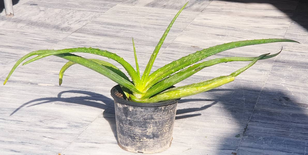 Pure Organic Aloe Vera for Sale – Fresh & Nourishing. 0