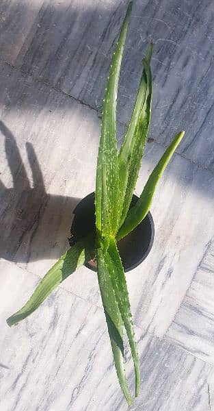 Pure Organic Aloe Vera for Sale – Fresh & Nourishing. 1