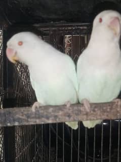 Albino Red Eye Breeding pair 0313/333/6614