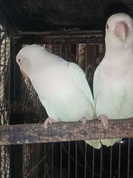 Albino Red Eye Breeding pair 0313/333/6614 1